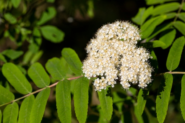 Fiori di cenere di montagna Numerosi fiori di sorbo bianco sono raccolti in fitte infiorescenze corimbose che compaiono