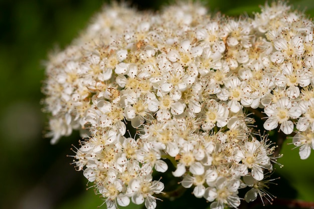 Fiori di cenere di montagna Numerosi fiori di sorbo bianco sono raccolti in fitte infiorescenze corimbose che compaiono