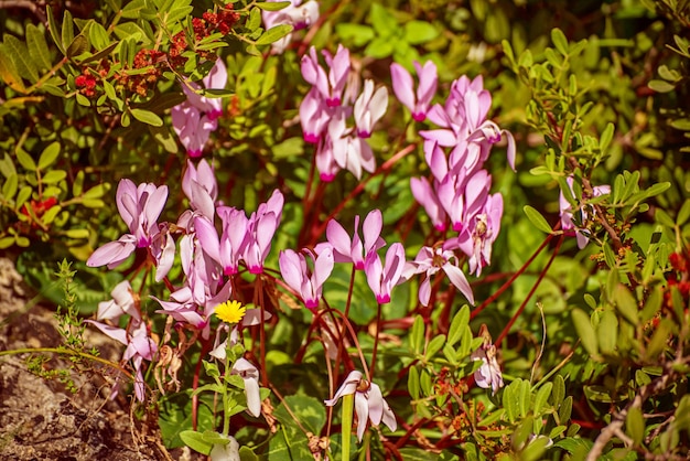 Fiori di ciclamino rosa di Cipro che crescono allo stato selvatico in primavera