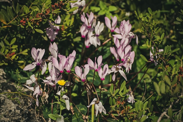 Fiori di ciclamino selvatico