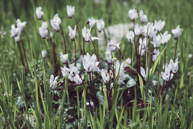 Fiori di ciclamino selvatico