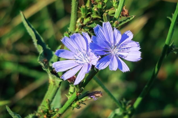 fiori di cicoria blu crescono su uno stelo in un giardino fiorito. concetto di coltivazione di piante medicinali