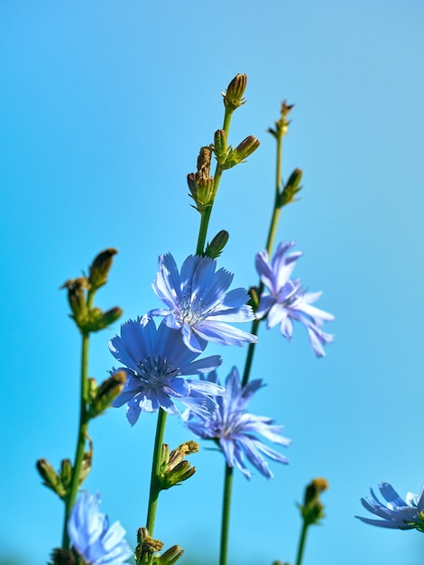 Fiori di cicoria sul prato.