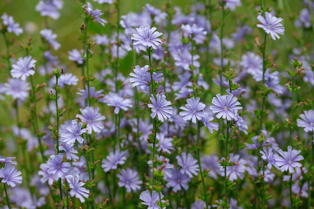 Fiori di cicoria sul prato