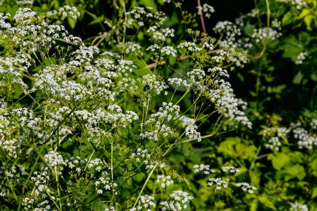 Fiori di cicuta d'acqua Conium maculatum