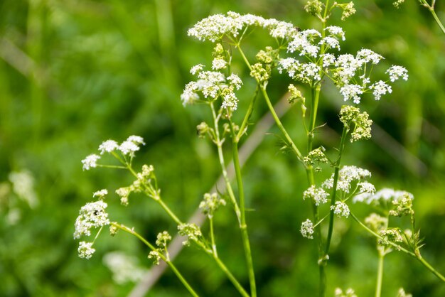 Fiori di cicuta d'acqua Conium maculatum