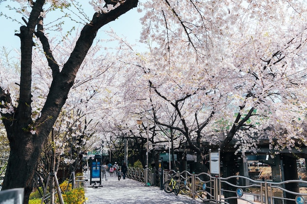 Fiori di ciliegio a Seoul Corea del Sud