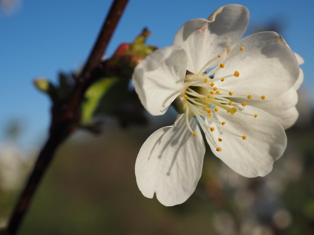 fiori di ciliegio al sole del mattino