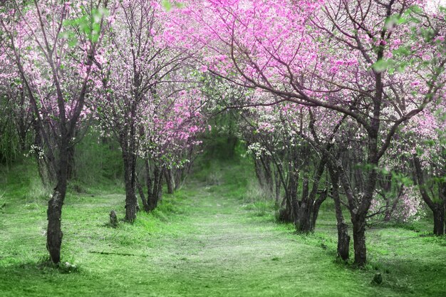 Fiori di ciliegio. Bellissimo giardino primaverile. Alberi ed erba verde