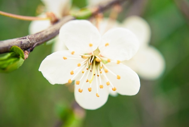 Fiori di ciliegio bellissimo sfondo primaverile