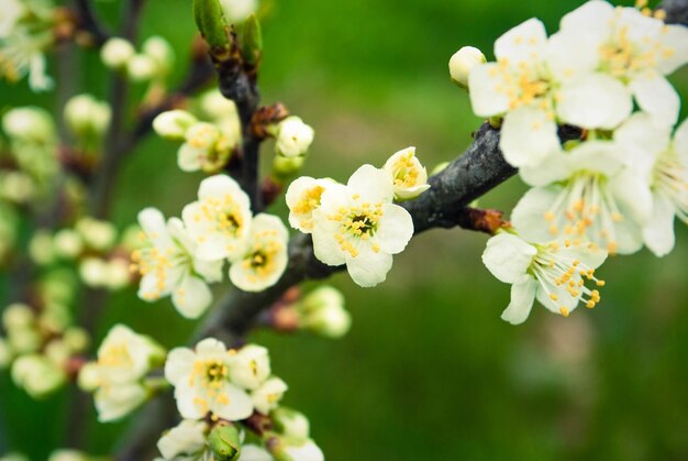 Fiori di ciliegio bellissimo sfondo primaverile