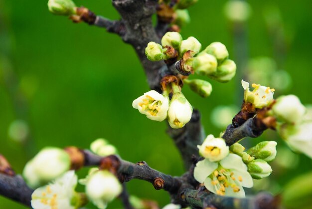 Fiori di ciliegio bellissimo sfondo primaverile