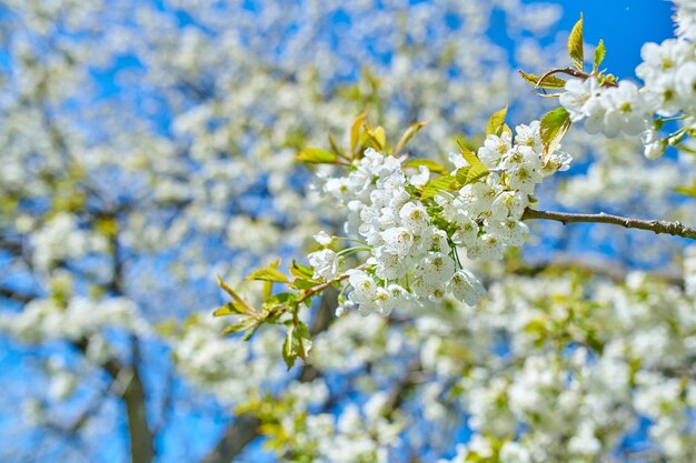Fiori di ciliegio bianchi che sbocciano su un albero con uno sfondo blu cielo Belle e vivaci piante bianche che crescono su un ramo all'aperto in una giornata primaverile Fogliame botanico che sboccia in un parco
