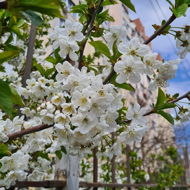 Fiori di ciliegio bianchi contro il cielo blu e rami, fiori di ciliegio primaverili