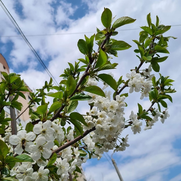 Fiori di ciliegio bianchi contro il cielo blu e rami, fiori di ciliegio primaverili