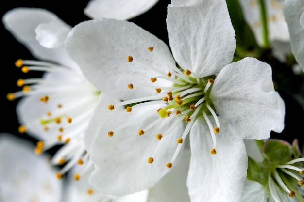 Fiori di ciliegio bianchi di primavera su una fotografia macro closeup sfondo nero