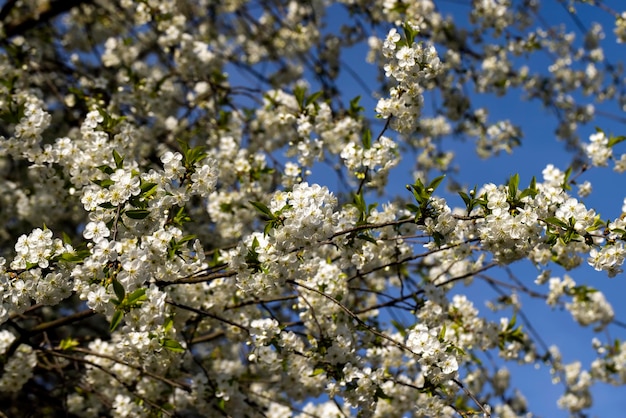 Fiori di ciliegio bianchi in fiore nella stagione primaverile