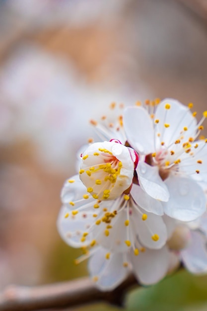 Fiori di ciliegio bianchi in primavera Messa a fuoco selettiva