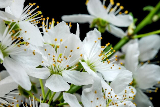 Fiori di ciliegio bianchi primaverili su una fotografia macro closeup sfondo nero