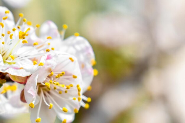 Fiori di ciliegio bianchi su uno sfondo sfocato Luogo per un'iscrizione