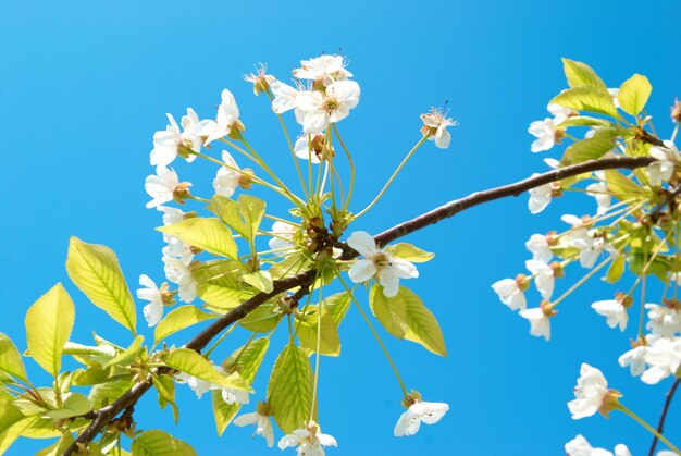 Fiori di ciliegio bianco con cielo blu