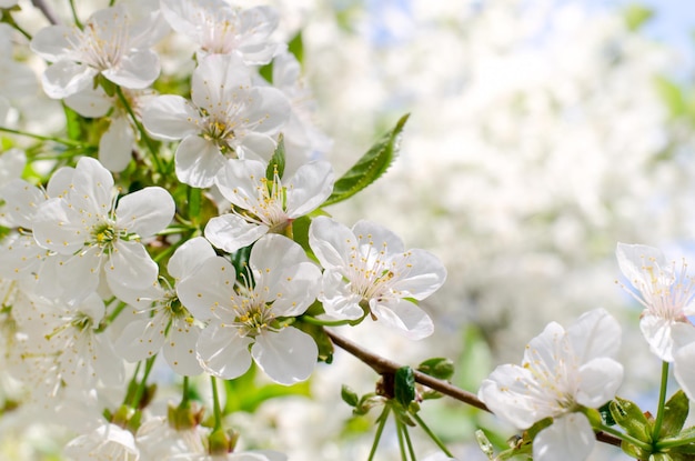 Fiori di ciliegio bianco fiori primaverili closeup soft focus primavera sfondo stagionale