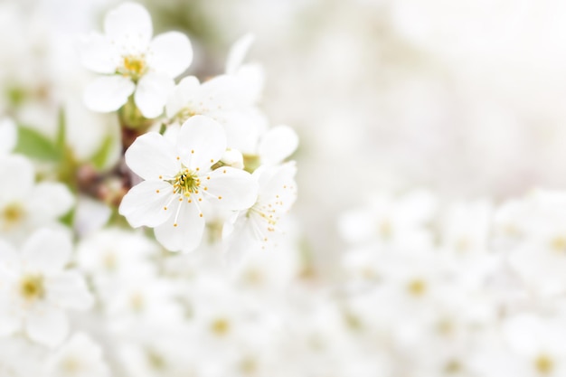 Fiori di ciliegio bianco Fuoco selettivo bokeh e sfocatura Copyspace