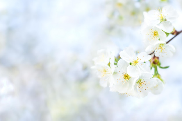 Fiori di ciliegio bianco Fuoco selettivo bokeh e sfocatura Copyspace