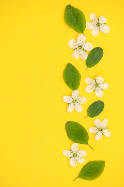 Fiori di ciliegio bianco su sfondo giallo Copia spazio Foto verticale