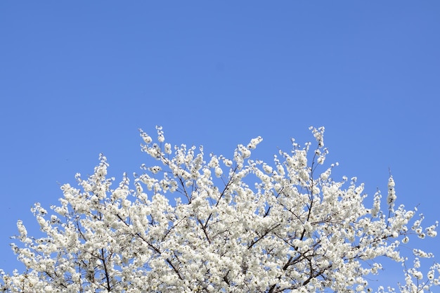 Fiori di ciliegio bianco su un ramo contro un cielo blu Messa a fuoco selettiva Copyspace