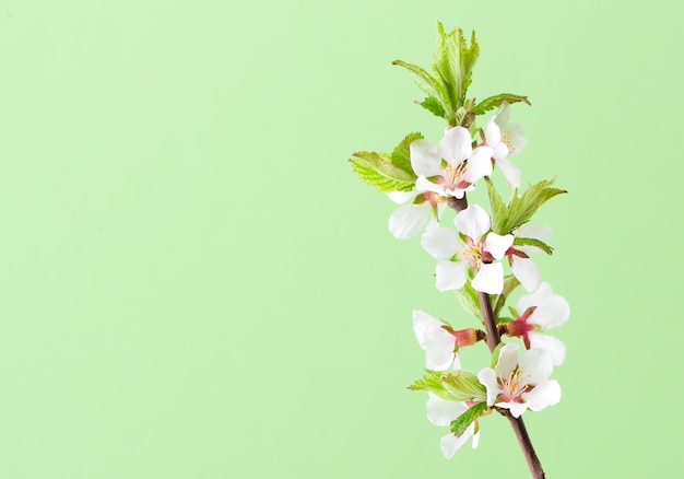 Fiori di ciliegio bianco