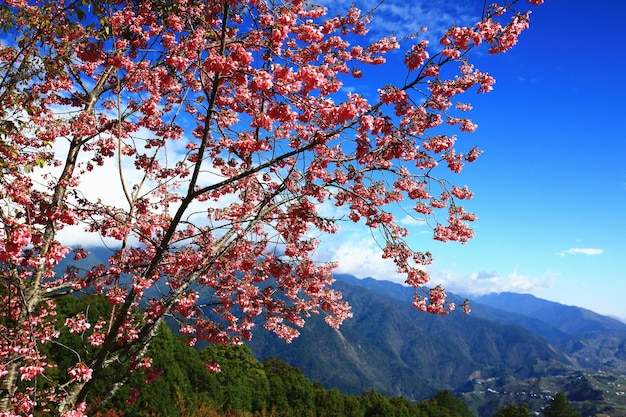 Fiori di ciliegio che crescono sui rami con sfondo blu cielo e montagne