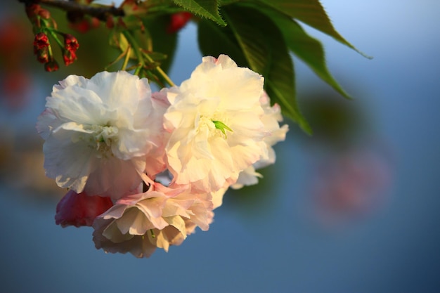 Fiori di ciliegio che fioriscono sul ramo con uno sfondo morbido