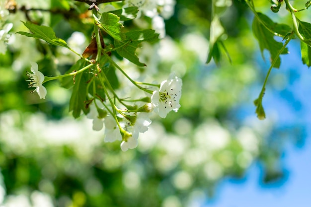 Fiori di ciliegio con messa a fuoco morbida Fiori bianchi primaverili su un ramo di albero