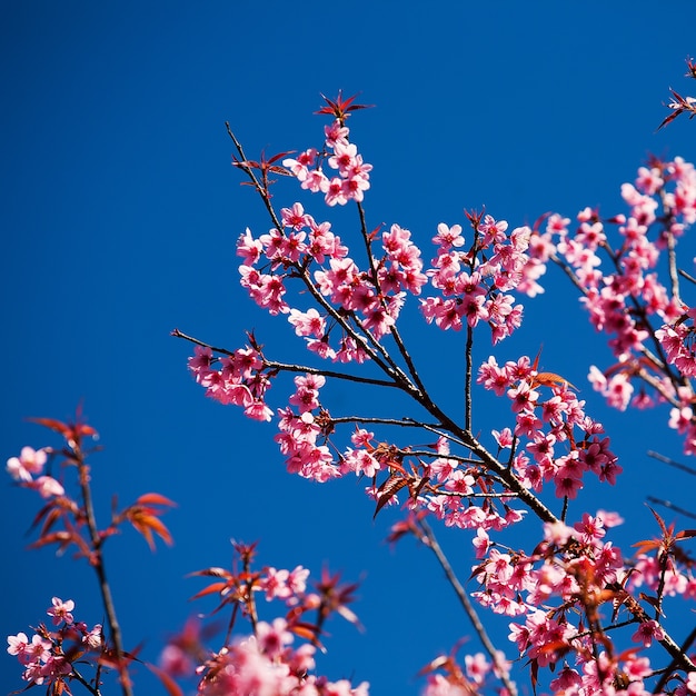 Fiori di ciliegio con un bel colore di sfondo per usi adv o altri