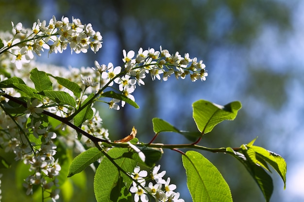 Fiori di ciliegio dell&#39;uccello