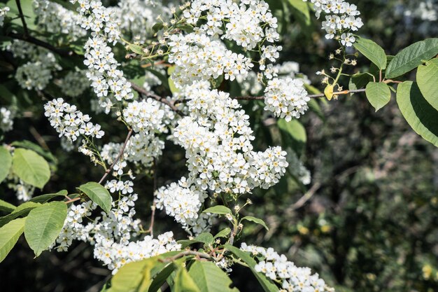 Fiori di ciliegio dell&#39;uccello