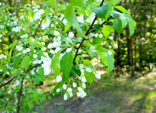 Fiori di ciliegio di uccello nel parco