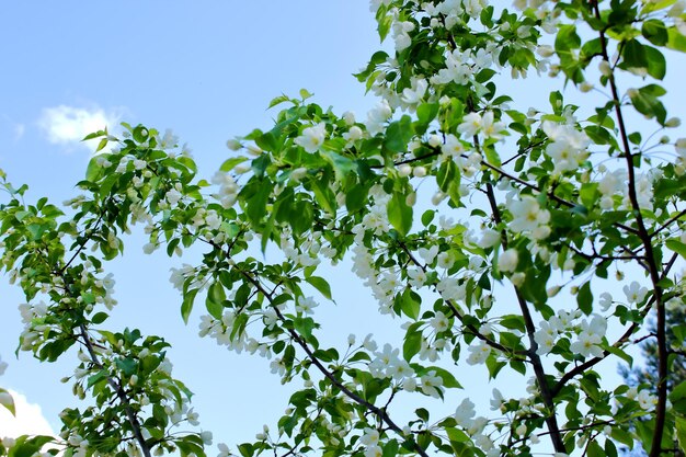 Fiori di ciliegio di uccello sul ramo nel parco
