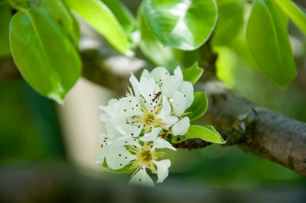 Fiori di ciliegio e formica