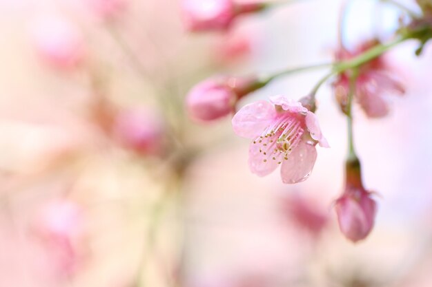 Fiori di ciliegio, fiore di sakura in primo piano