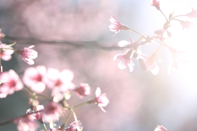 Fiori di ciliegio, fiore di sakura in primo piano