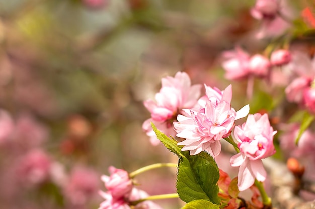 Fiori di ciliegio fiori di sakura Astratto sfocato ampio sfondo di albero in fiore primaverile Messa a fuoco selettiva Copyspace