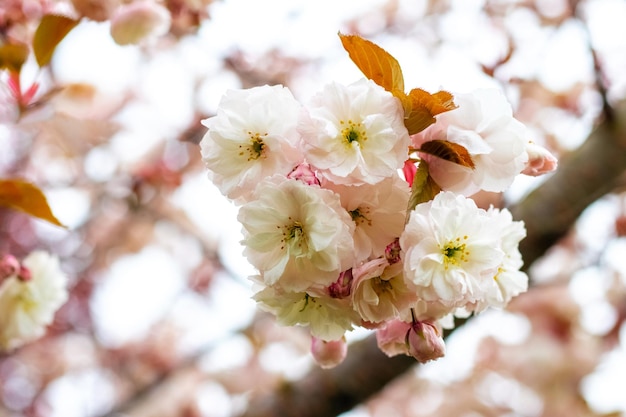 Fiori di ciliegio giapponesi Fiori di sakura rosa chiaro delicati su un albero nel giardino