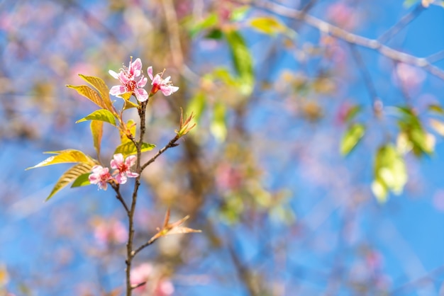 Fiori di ciliegio in fiore con il cielo blu