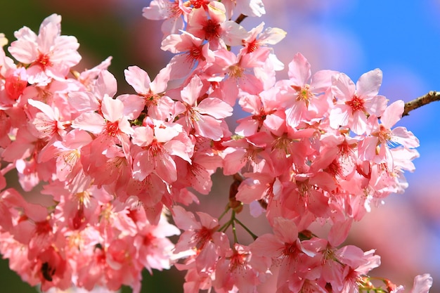 Fiori di ciliegio in fiore sui rami della piantagione in una giornata di sole