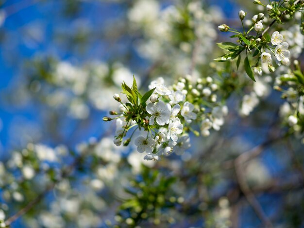 Fiori di ciliegio in maggio. Sfondo fiore di primavera