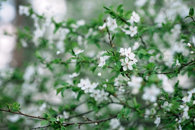 Fiori di ciliegio in piena fioritura. Fiori di ciliegio in piccoli grappoli su un ramo di un ciliegio