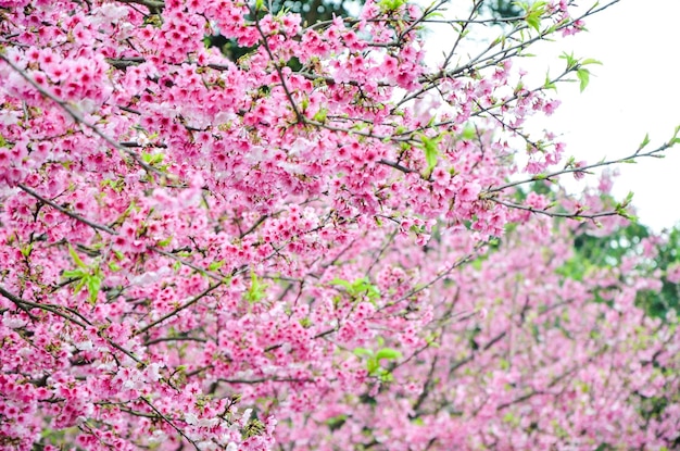 Fiori di ciliegio in piena fioritura
