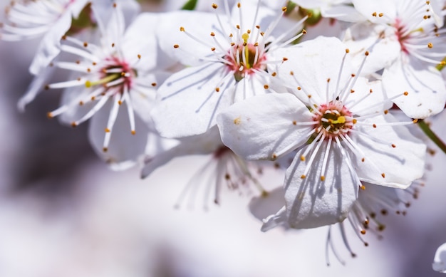 Fiori di ciliegio in primavera bellissimi fiori bianchi